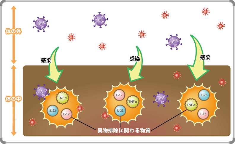 2）乾癬と免疫システム　異物を排除